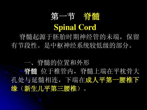 脊髓spinal cord