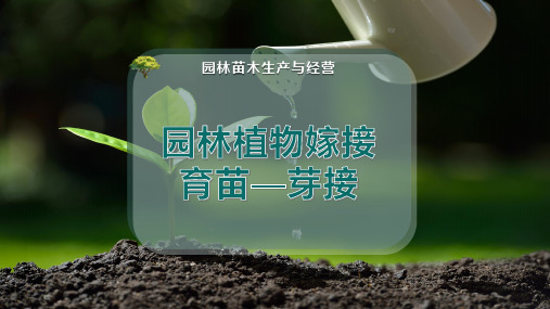 园林植物嫁接育苗—芽接