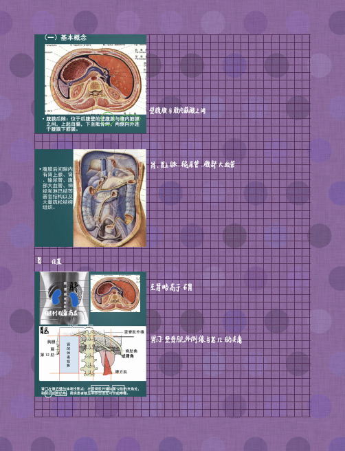 局部解剖学：腹膜后隙