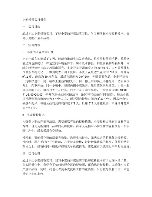 小麦授粉的实习报告