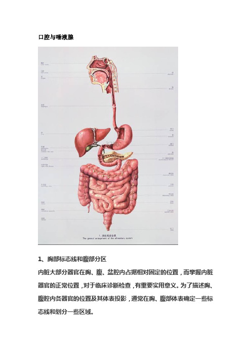 《人体解剖学》消化系统教学大纲