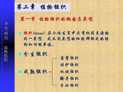 植物学第2章-植物组织