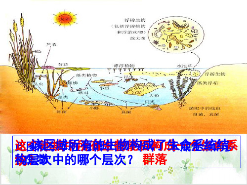 [人教版]《群落的结构》课件1