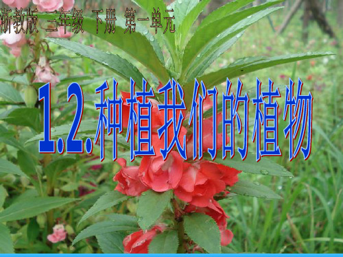 12种植我们的植物精品PPT课件