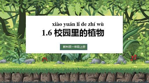 校园里的植物ppt课件