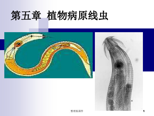 植物病原线虫ppt课件