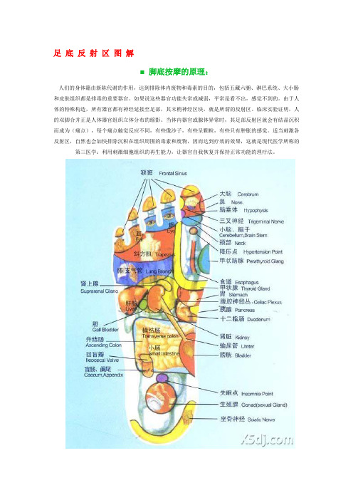 脚底按摩(附脚底穴位图)