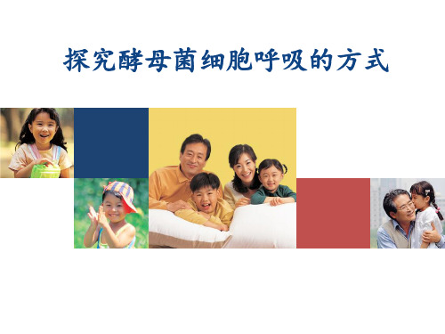 探究酵母菌细胞呼吸方式说课