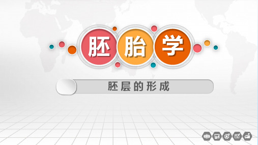 人胚发生和早期发育—三胚层的发生和分化(正常人体结构课件)