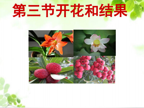 初中七年级上册生物《开花和结果》课件