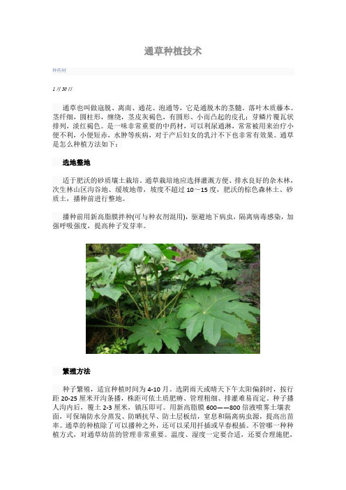通草种植技术
