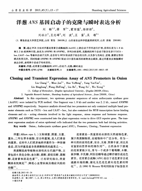 洋葱ANS基因启动子的克隆与瞬时表达分析