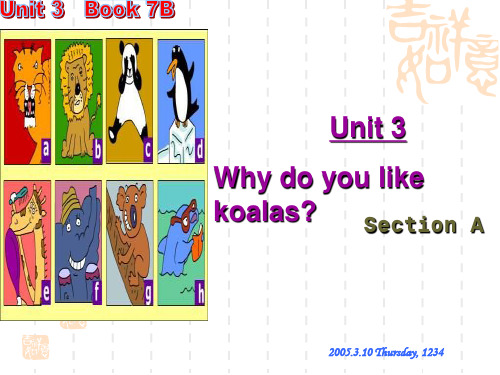 初中七年级(初一)英语课件 Why do you like koalas