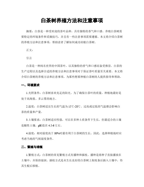 白茶树养殖方法和注意事项