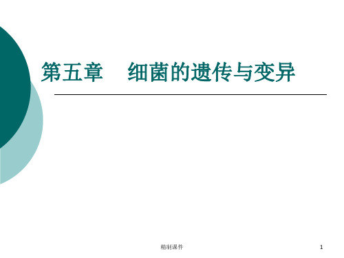 细菌的遗传与变异[高级课件]