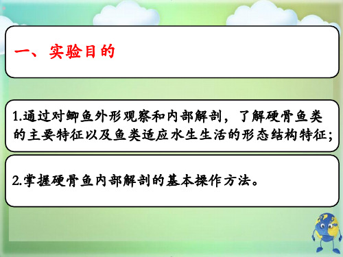 鱼类解剖实验