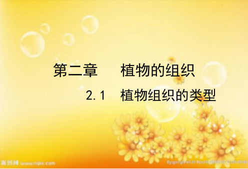 植物组织的类型-PPT