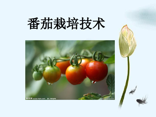 番茄栽培技术.ppt