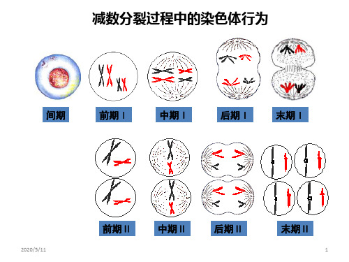 减数分裂曲线图 PPT课件