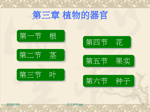 药用植物学与生药学第三章植物的器官一根、茎、叶