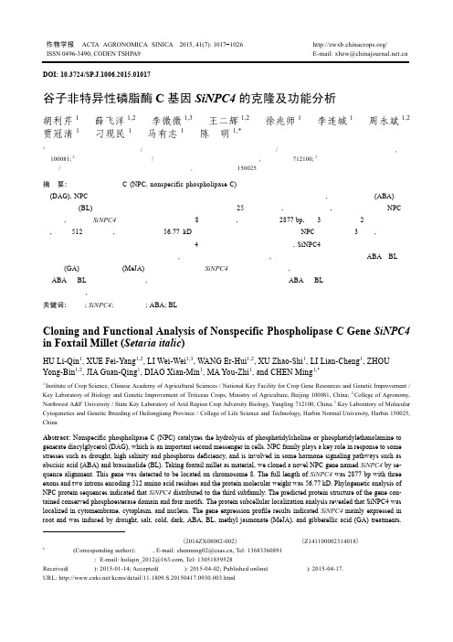 谷子非特异性磷脂酶C基因SiNPC4的克隆及功能分析