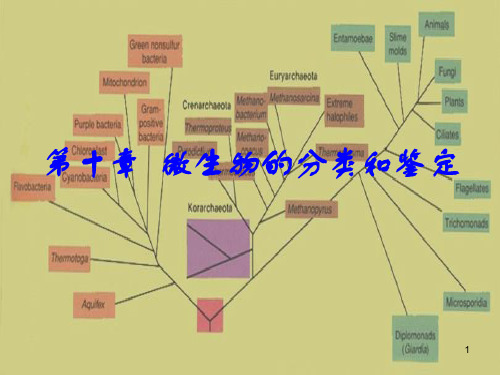 (医学课件)伯杰氏系统细菌学手册