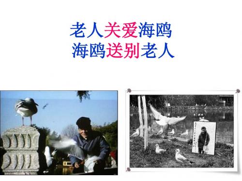人教版小学六年级语文上册21老人与海鸥课件