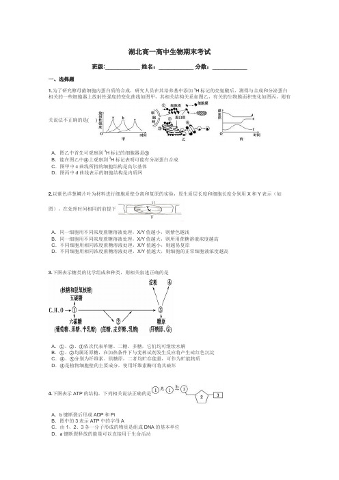 湖北高一高中生物期末考试带答案解析
