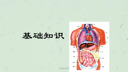 人体解剖学基础课件
