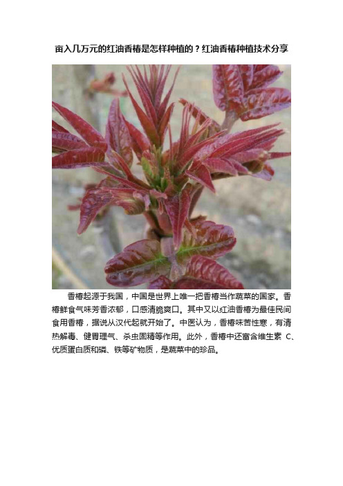 亩入几万元的红油香椿是怎样种植的？红油香椿种植技术分享