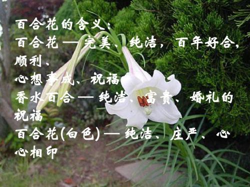 小说家谈小说ppt3 苏教版