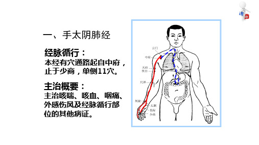 经络与腧穴 经络腧穴各论 肺经