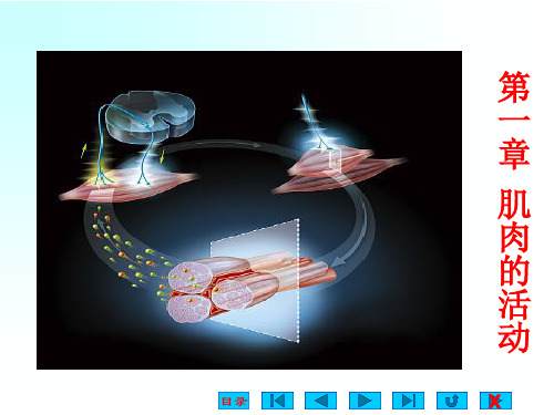 运动生理学(第3课时)-第一章-肌肉的活动2018.8.21