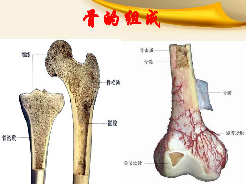 骨科实习小讲课