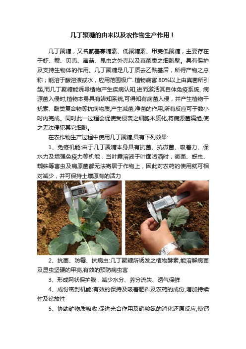 几丁聚糖的由来以及农作物生产作用！