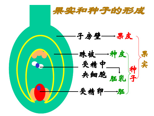 济南版生物八年级上第三节《果实和种子的形成》ppt课件3