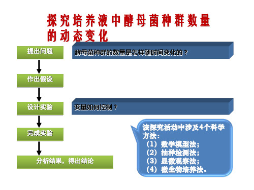 人教版教学探究酵母菌种群数量变化ppt课件