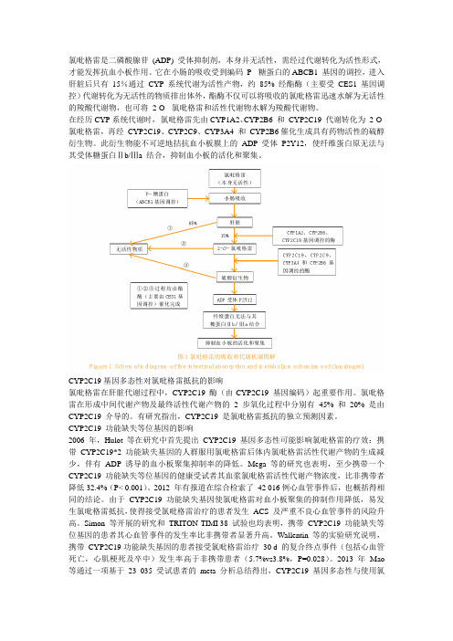 氯吡格雷是二磷酸腺苷 (ADP) 受体抑制剂