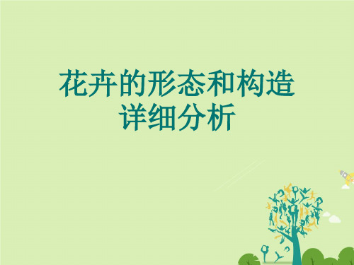 花卉的形态和构造详细分析