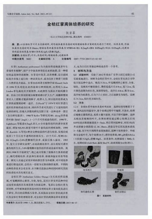 金桔红掌离体培养的研究