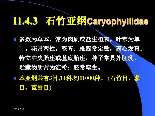 《植物学教学资料》石竹科亚纲