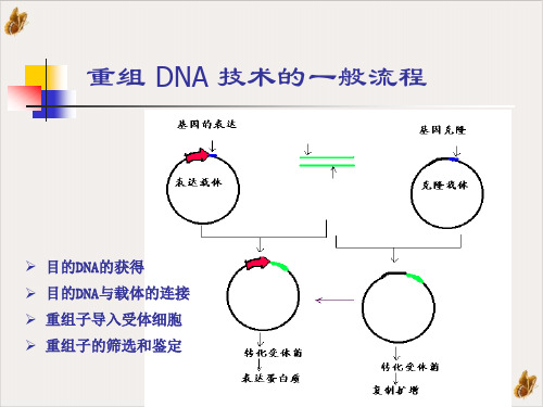 目的基因的克隆PPT课件(模板)