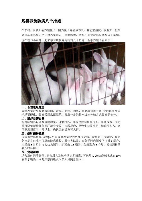 规模养兔防病八个措施