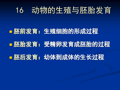 普通生物学11动物的生殖与胚胎发育