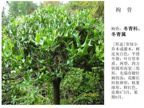 观赏植物学3