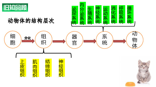 2.2.3植物体的结构层次课件-2024--2025学年人教版生物七年级上册