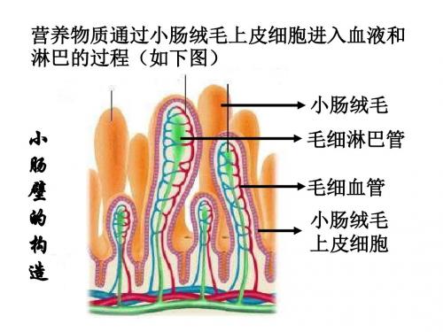 三大营养物质代谢解读