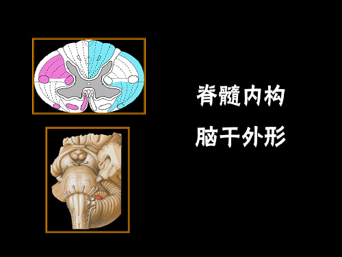 系统解剖学：脊髓内构,脑干外形