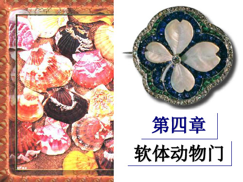 第六章 软体动物门(Mollusca)