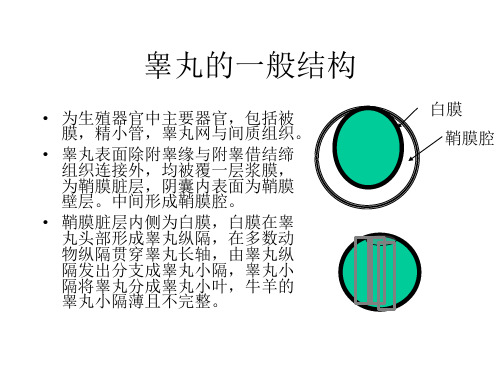 雄性生殖系统PPT课件